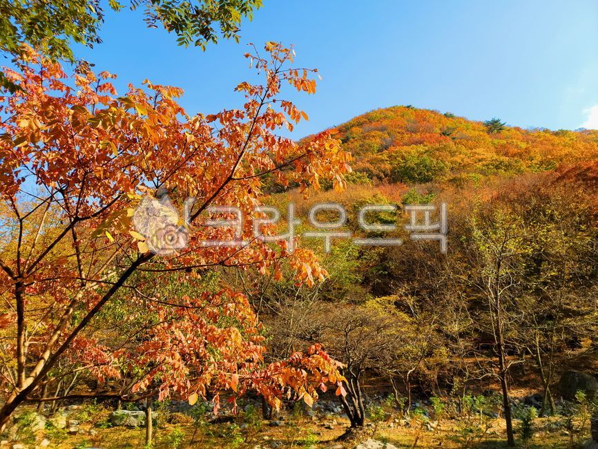 단풍, 가을, 산, 가을산, autumn, 사진,이미지,일러스트,캘리그라피 - BUSAN OPPA작가