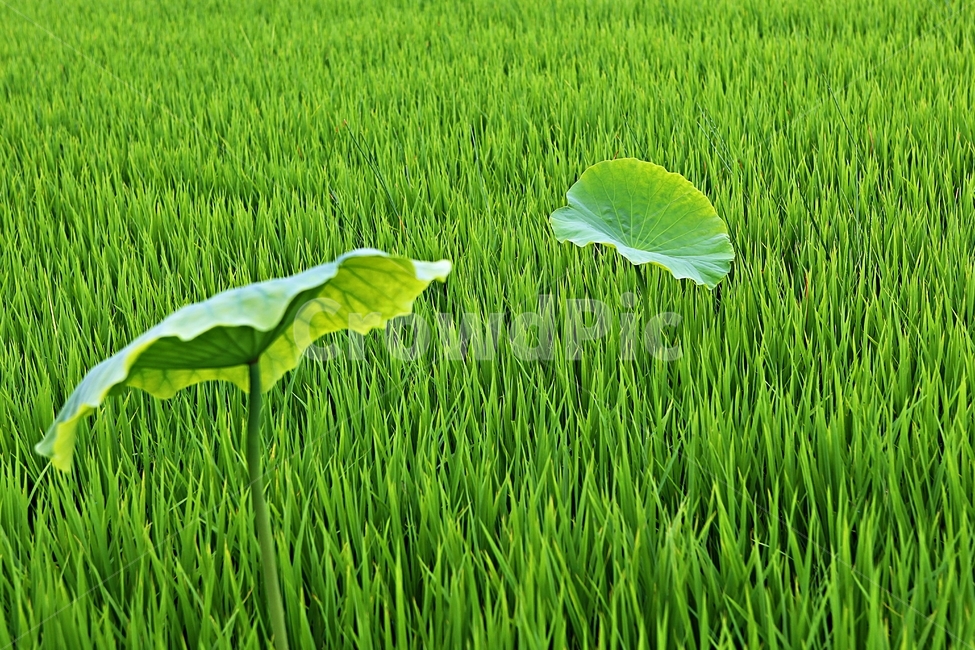 연잎,벼,논,식물,풍경
