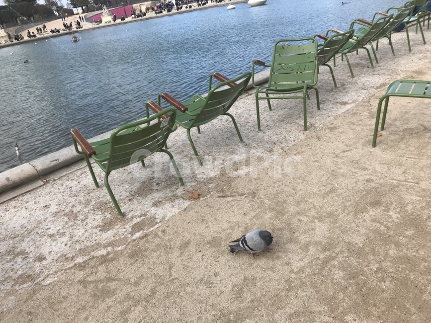 파리,튈트리정원,파리튈르리,파리감성,paris,jardindestuileries,paristuileries,비둘기,공원비둘기