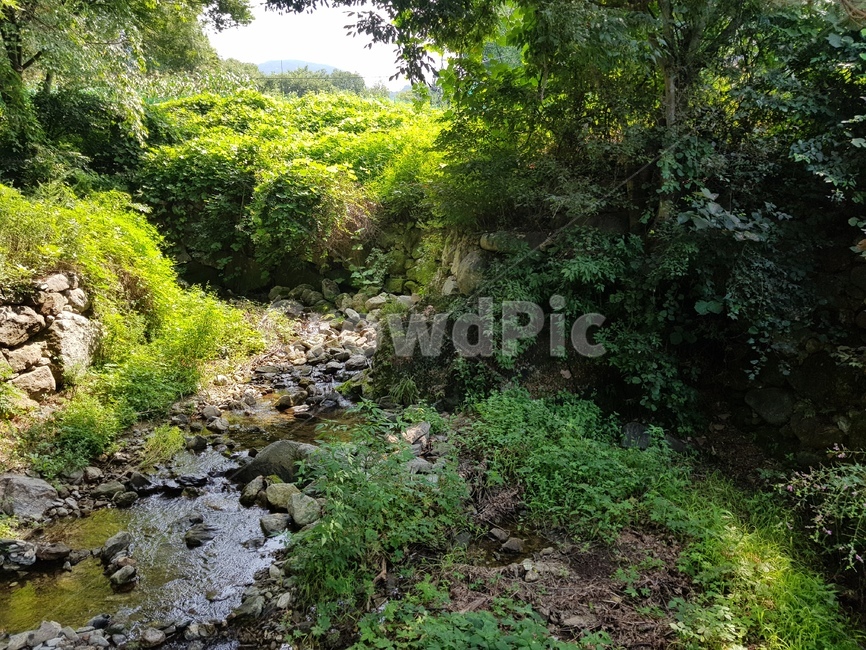 물,자연,흐름,풀,숲,산길,잔디,계곡,water,nature,나무,tree,햇빛,풍경,실외,낮,동양,아시아,환경