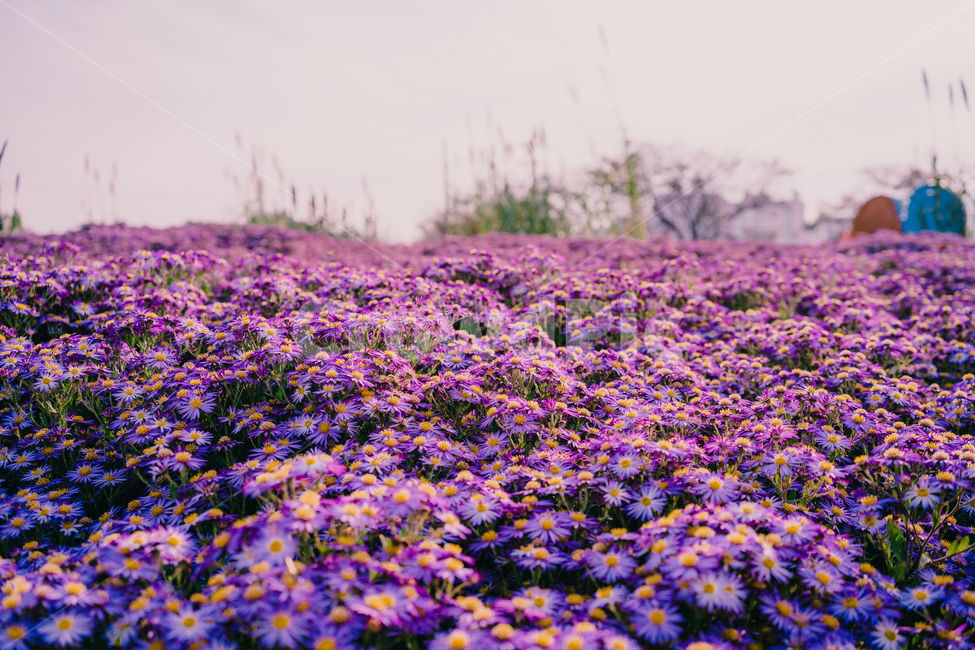 plant,식물,blossom,꽃,flower,purple,보라색,보라꽃,식물,자연,plants,nature,꽃,flower