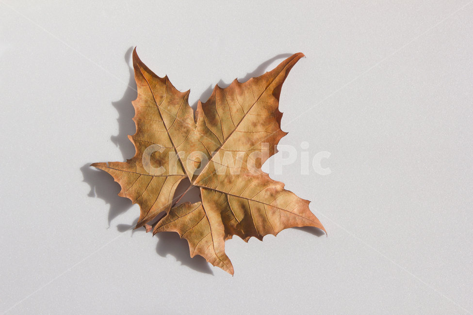 단풍,낙엽,잎,잎사귀,나뭇잎,이파리,자연,식물,갈색,단풍잎,가을,메이플,계절,브라운,탑,탑뷰,뒷면,잎맥,탑앵글,흰배경,메이플잎,플라타너스