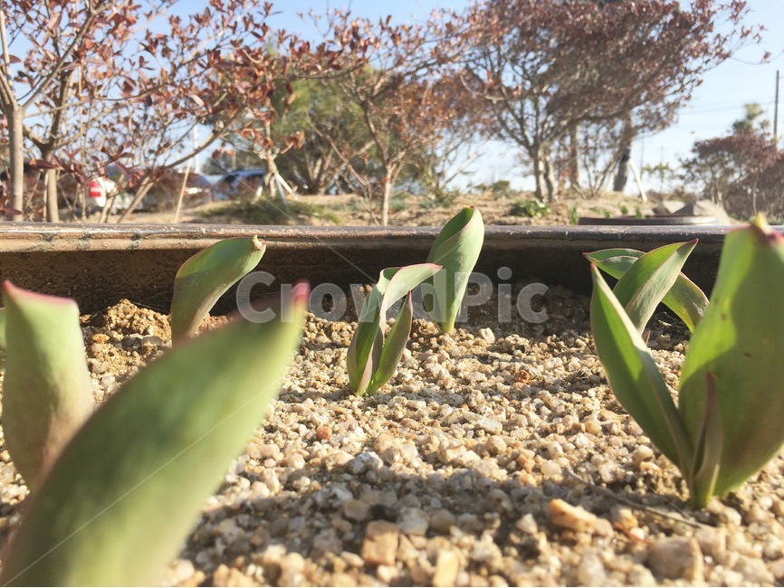 식물,화단,새싹,튤립새싹,튤립,봄,계절,spring,season,식물,자연,plants,nature,plant,dirt road,흙길,road,도로,gravel,자갈