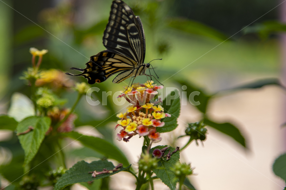 나비,식물원,서울숲,식물,분제,식물,자연,plants,nature,꽃,flower,곤충,벌레,insect,bug