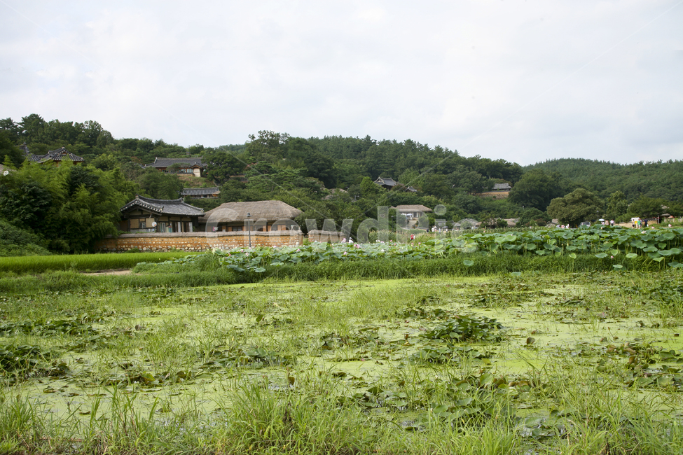 초가집,자연,마을,연꽃,농촌,nature,outdoors,grassland,farm,countryside,rural