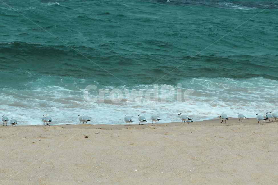 해운대,광안리,해변,도요새,파도,nature,자연,ocean,대양,sea,바다,shoreline,연안,coast,물,water,옥외,outdoors,해안선,beach,animal,새,bird,바닷가,해변,바다,beach,sea