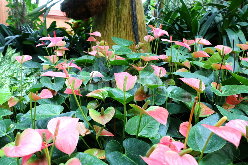 꽃,식물,안수리움,안수리움크리스탈리넘,안스리움,안투리움,관엽식물,열대식물,천남성과,자연