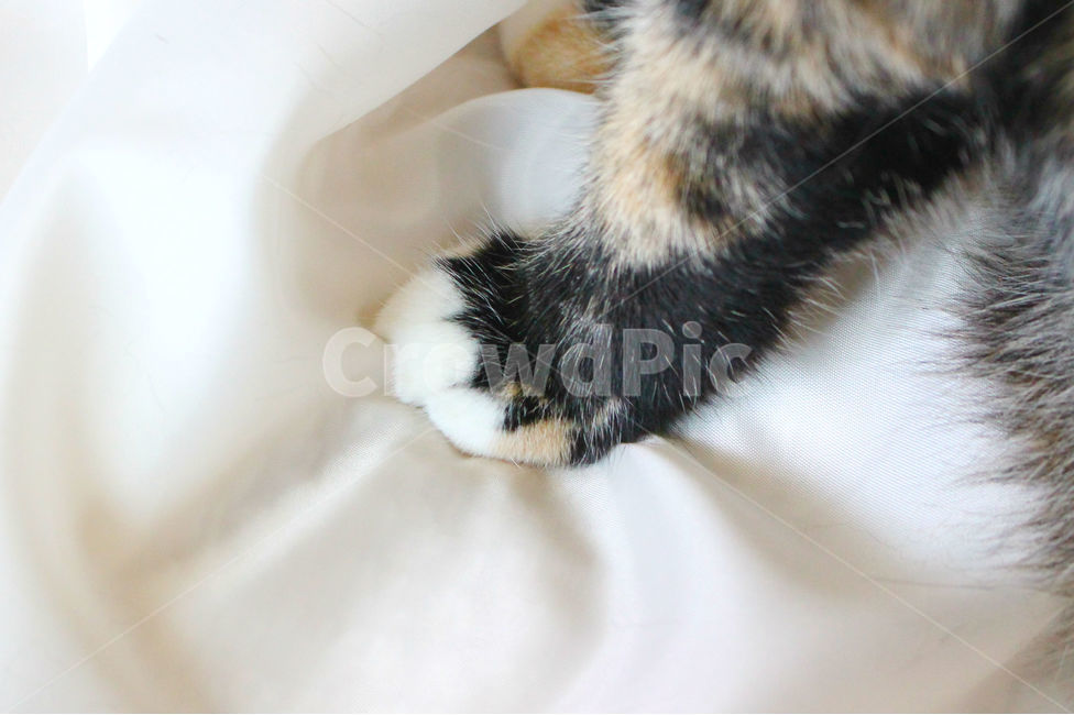 감성사진,고양이,반려동물,동물,감성,cat,반려묘,성묘,냥,animals,동물,animal,포유류,mammal,고양이,cat,kitten,kitty