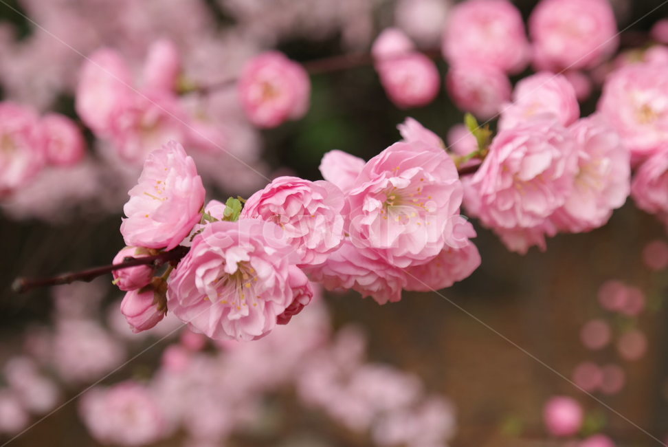 plant,식물,flower,매화,꽃