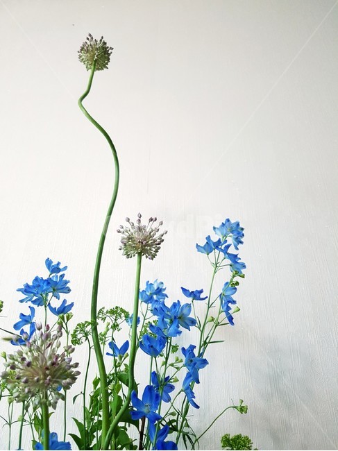 여름꽃,파라인,델피니움,파꽃,flower