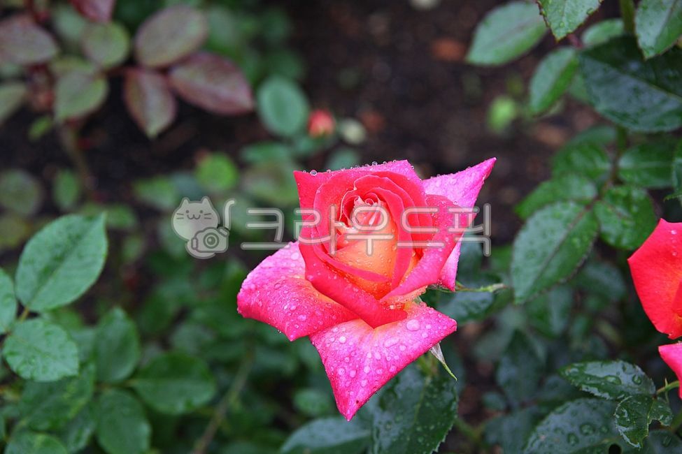 잔미,장미꽃,꽃,봄꽃,꽃잎,잎,봄,식물,자연,공원,개화