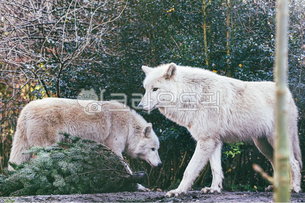 늑대,동물,wolf,animal,포유류,zoo,동물원,야생동물,야생,wild,회색늑대