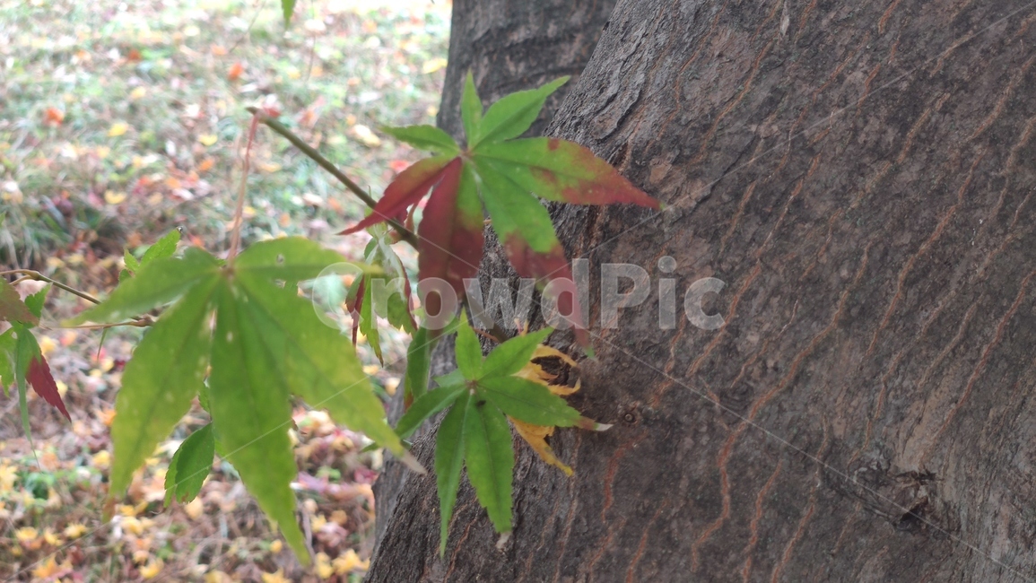 가을단풍,경치,애기단풍,가을,엽록소,plant,식물,leaf,잎,tree,나무,가을,계절,fall,autumn,season,식물,자연,plants,nature,나무,trees,wood