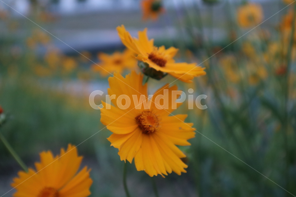 금잔화,coreopsis,노랑,노랑꽃,자연