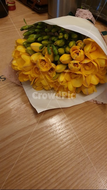 프리지아,노란프리지아,봄꽃,향기,프리지아꽃