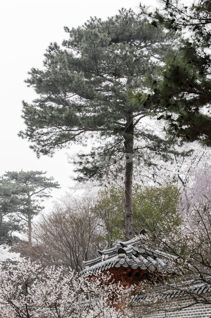 호암미술관,만개,봄,벚꽃,개화,기와담장,정원,후원,한국전통,한국문화,korean traditional,korean culture