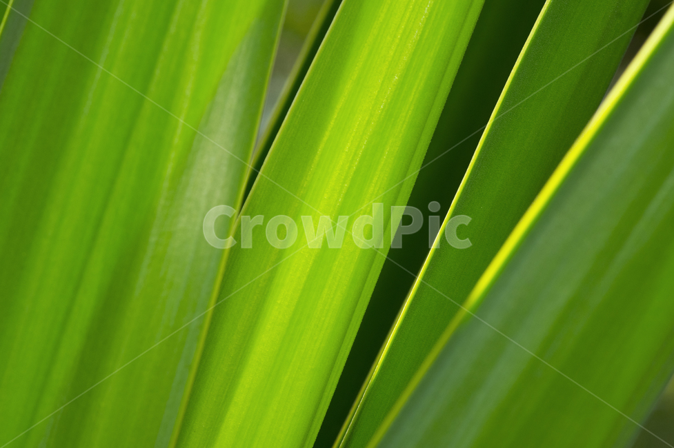 green,초록,line,yellowline,lighting,식물,자연,plants,nature