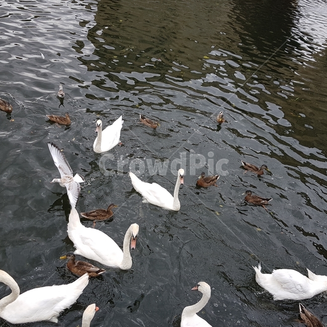 오리,백조,duck,swan,호수,lake,water,물,outdoor,옥외,조류