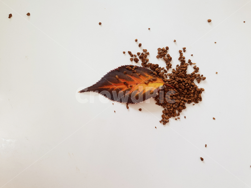 woody,leaf,fallenleaves,maple,coffee,단풍,낙엽,가을,잎,잎사귀,감잎,분위기,커피,나뭇잎,배경,가을,계절,fall,autumn,season,식물,자연,plants,nature