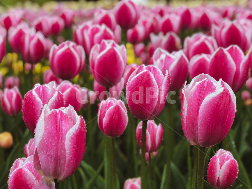 plant,식물,flower,blossom,꽃,튤립,튤립축제,식물,자연,plants,nature,꽃,flower