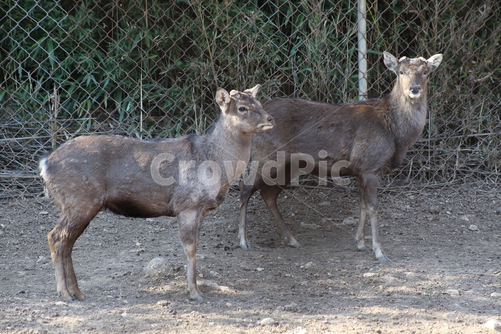 사슴,동물,포유류,동물원,deer,동물,animal