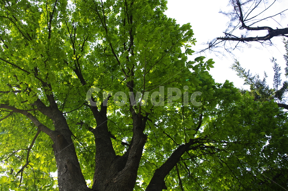숲,나무,식물,plant,봄,spring,초록,잎,식물,자연,plants,nature,나무,trees,wood