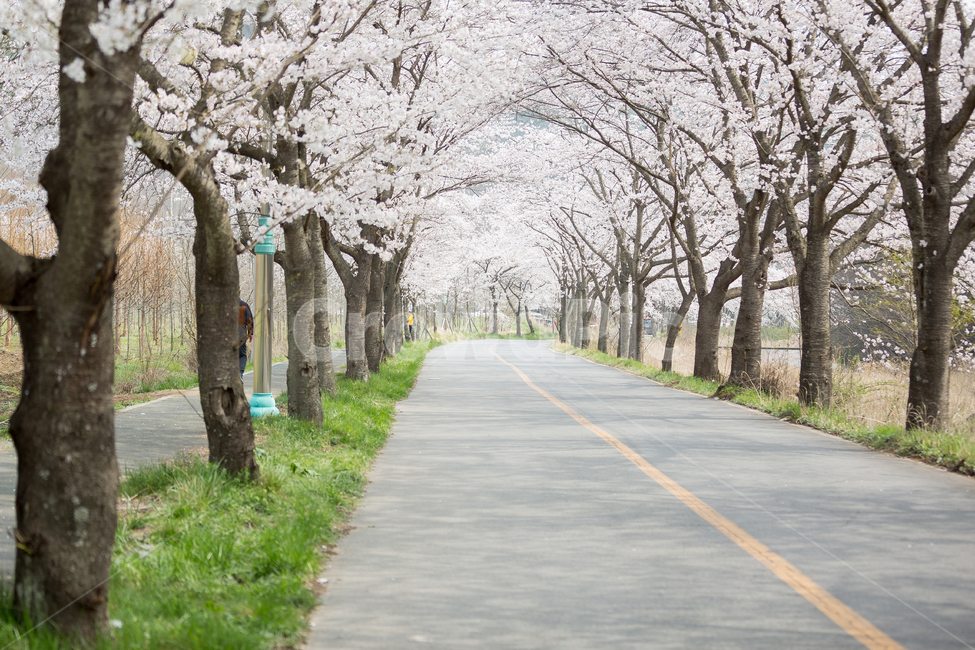 벚꽃축제,벚꽃나무,벚꽃길,벚꽃놀이,벚꽃,감성,봄,봄,계절,spring,season,자연,풍경,nature,landscape,plant,식물,flower,꽃,blossom