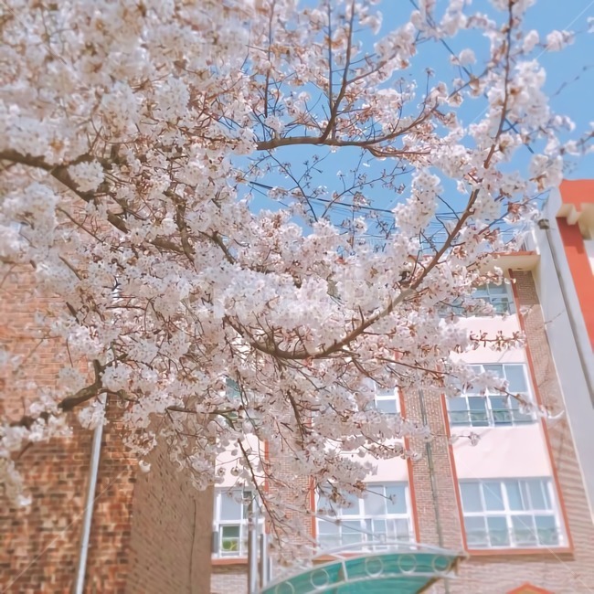 벚꽃,봄,벚나무꽃,나들이,벚나무,봄꽃,봄나들이,꽃,spring,cherryblossom,flower,picnic,atmosphere,감성,학교,계절,season,학교앞,꽃놀이,벚꽃축제,벚꽃놀이,색감,나무,tree,wood