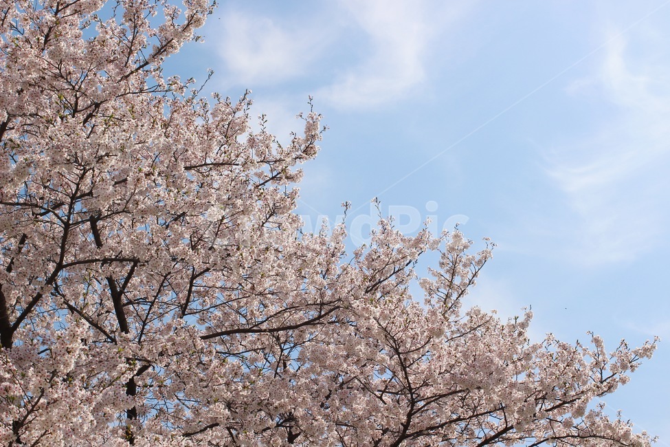 벚꽃,벚꽃나무,cherryblossom,벚꽃잎,blossom,plant,식물,꽃,flower,3월,4월,봄꽃,march,april,봄,계절,spring,season