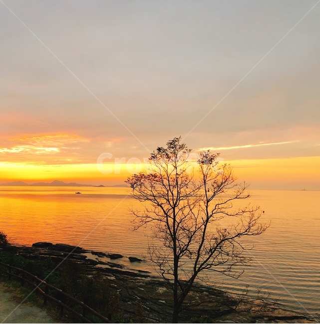 풍경,노을,나무,해변,바다