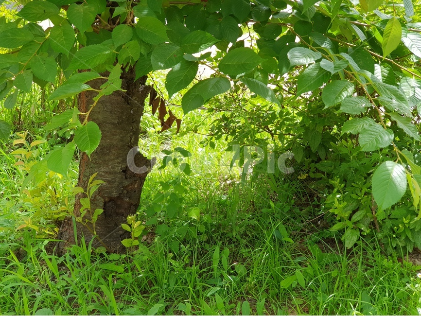 자연,나무,잔디,풍경,landscape,나뭇잎,잡초,풀,nature,식물,흙,땅,나뭇가지,wood,식물,자연,plants,nature