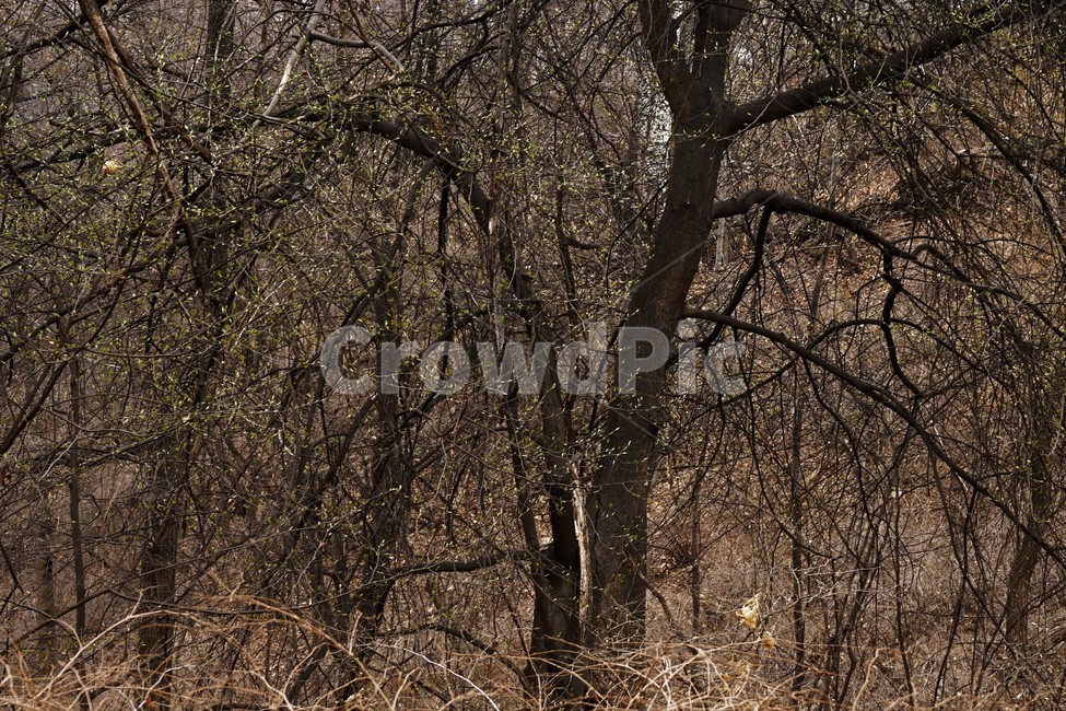 산행,식물,자연,초봄,계절,풍경,landscape,nature나무,낙엽,나무가지,nature,trees,desolation,solitary,fallenleaves,brown,branches,자연,풍경,nature,landscape,tree,나무,plant,tree trunk,나무 줄기