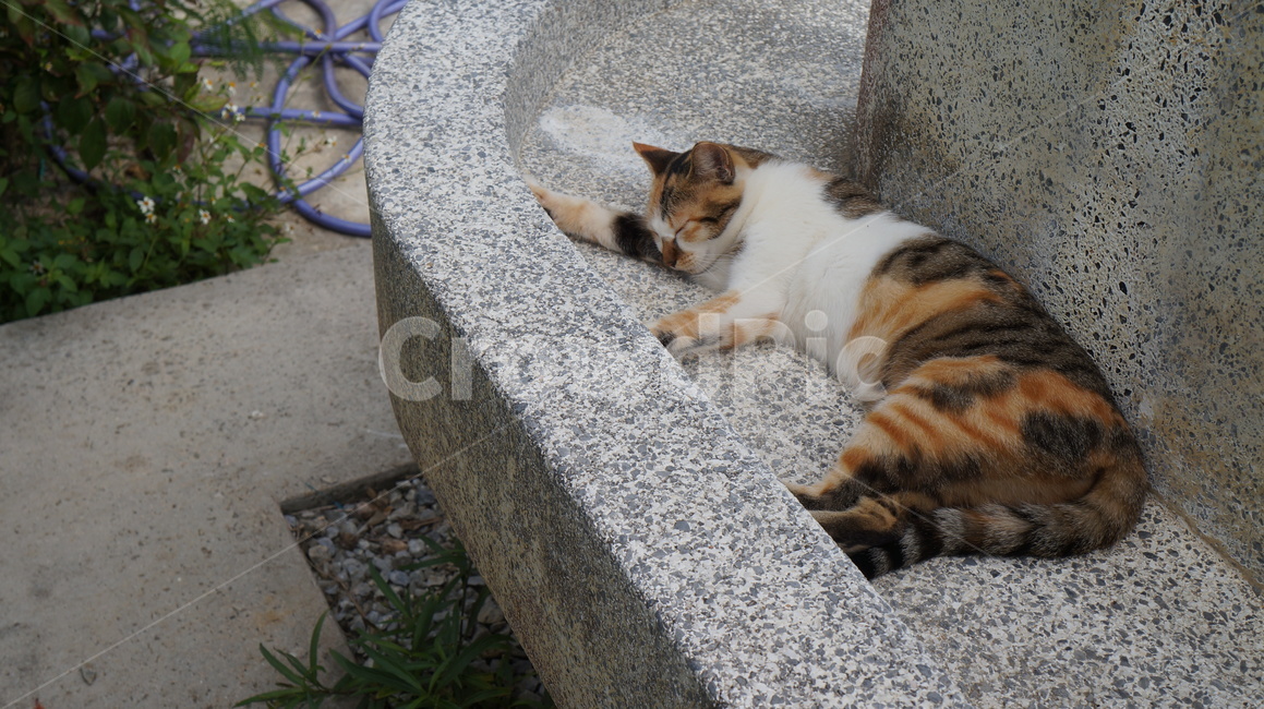 고양이,cat,cute,잠,sleep,동물,animal,포유류,mammal,고양이,cat,kitten,kitty