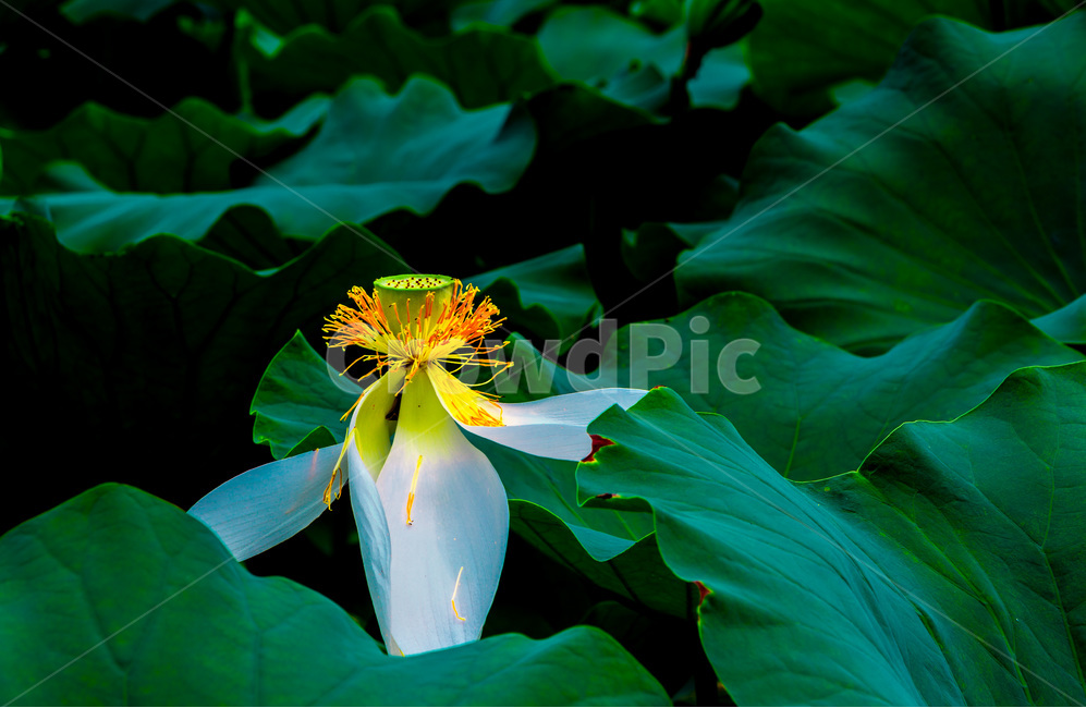 연꽃,연잎,문양,연,습지,자연,식물,자연,plants,nature,꽃,flower