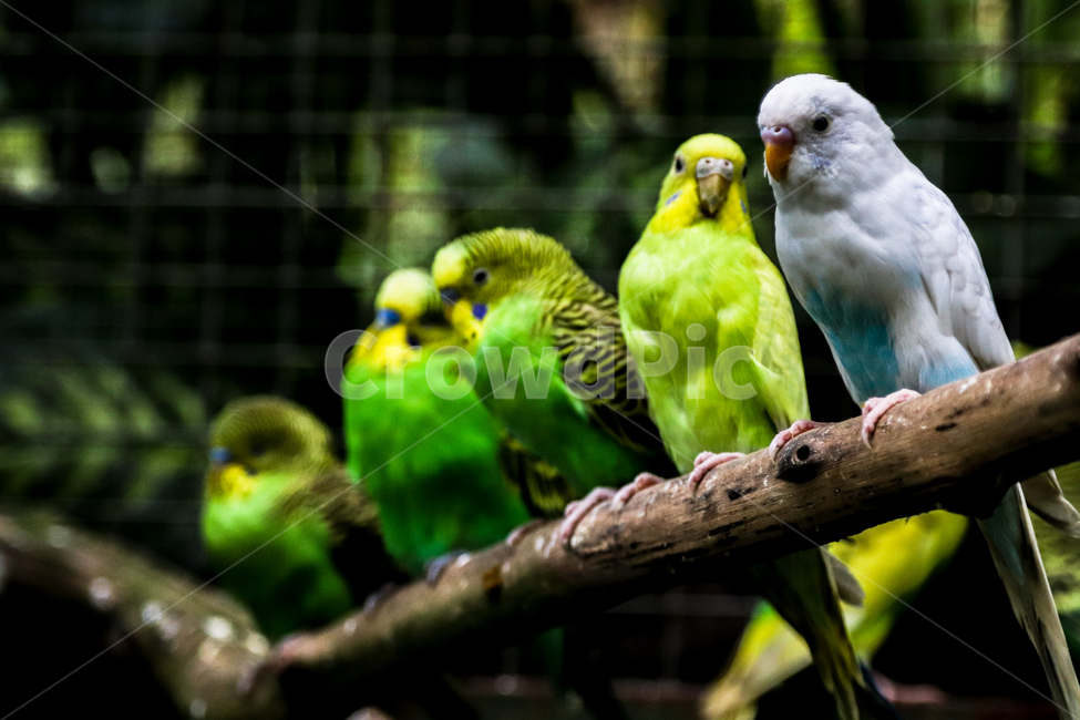 사랑앵무,앵무새,새,종물,야생,동물,animal,조류,새,birds