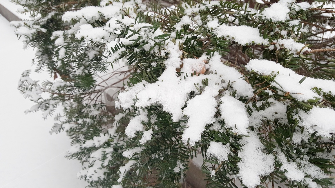 자연,눈,식물,나무,겨울풍경,snow,tree,plant,winter,겨울,계절,winter,season