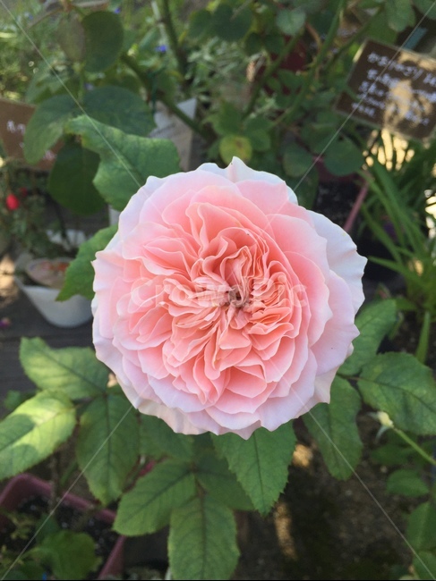 꽃,아름다운,예쁜,분홍,핑크,flower,pink,beautiful,식물,자연,plants,nature,꽃,flower