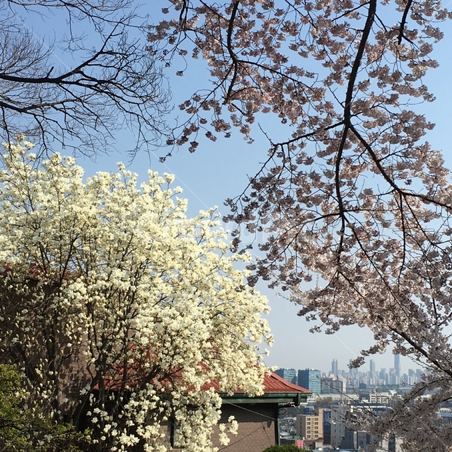plant,cherryblossom,벚꽃,flower,꽃,blossom,식물,봄,spring,목련,식물,자연,plants,nature,꽃,flower