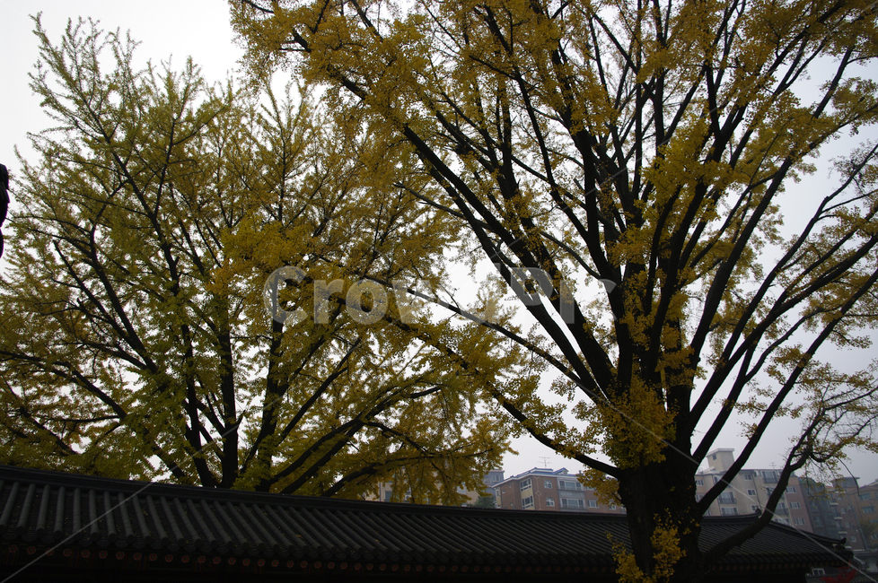 가을,fall,나무,식물,plant,단풍,잎,traditional,전통,기와지붕,가을,계절,fall,autumn,season,식물,자연,plants,nature,나무,trees,wood,tree,tree trunk,나무 줄기