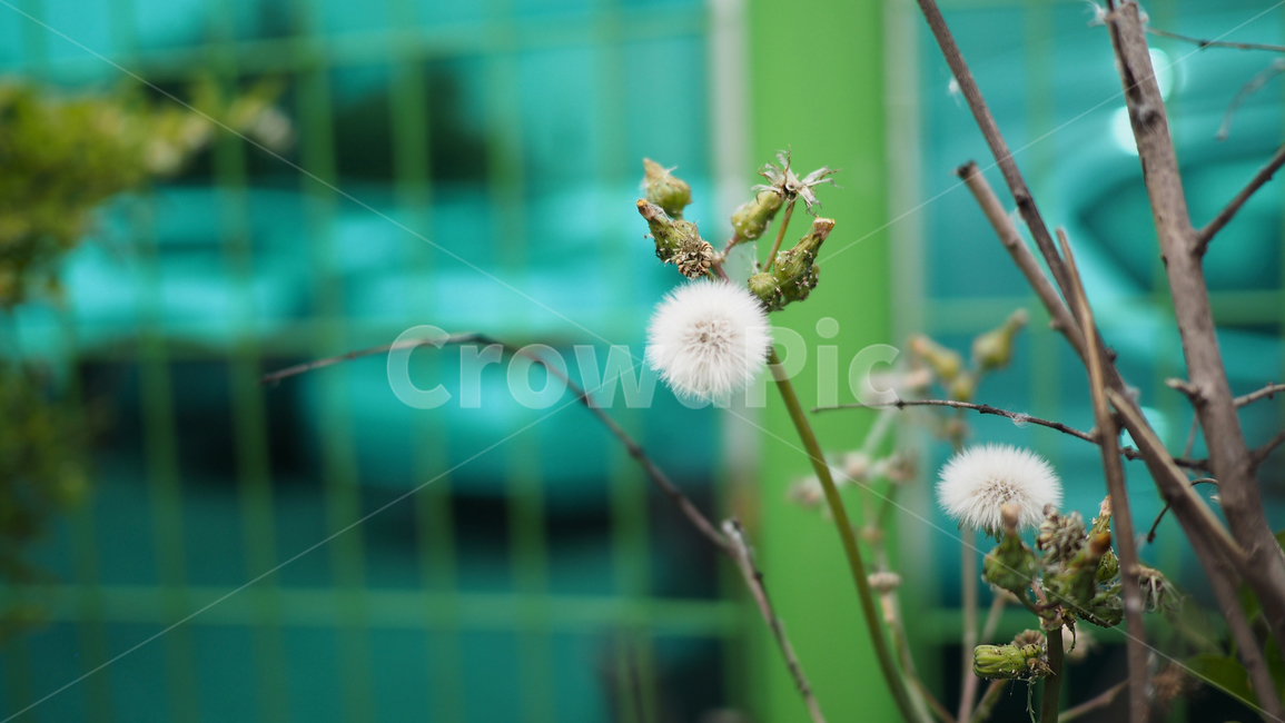 야생화,홀씨,꽃,아웃포커스,flower