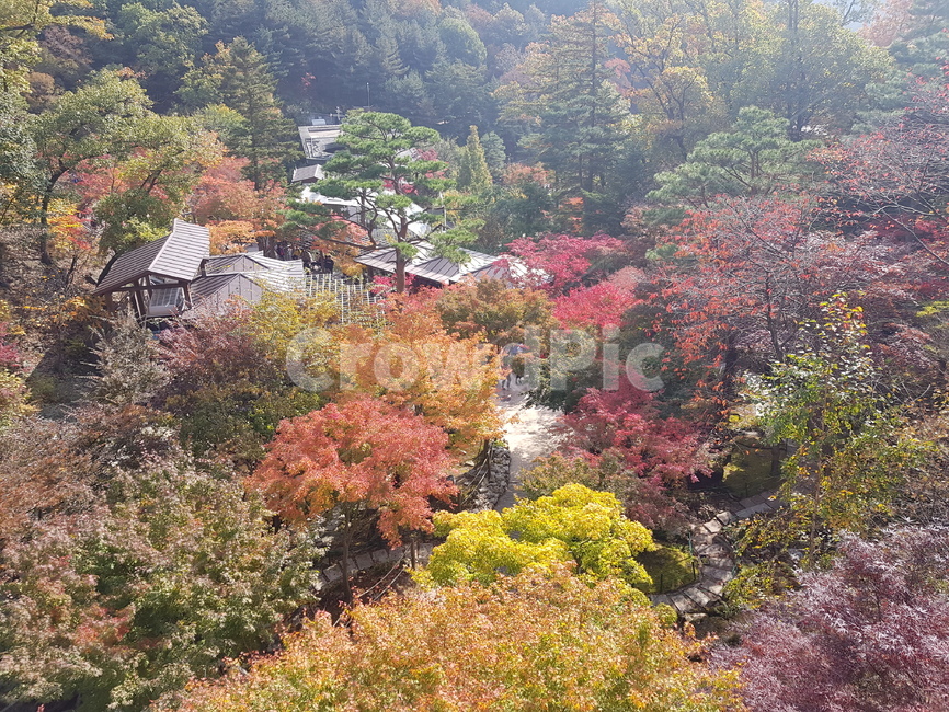 나무,식물,자연,풍경,가을,단풍,화담숲,tree,nature,fall,autumn,가을,계절,fall,autumn,season,자연,풍경,nature,landscape,plant,fir,전나무,outdoors,옥외,scenery