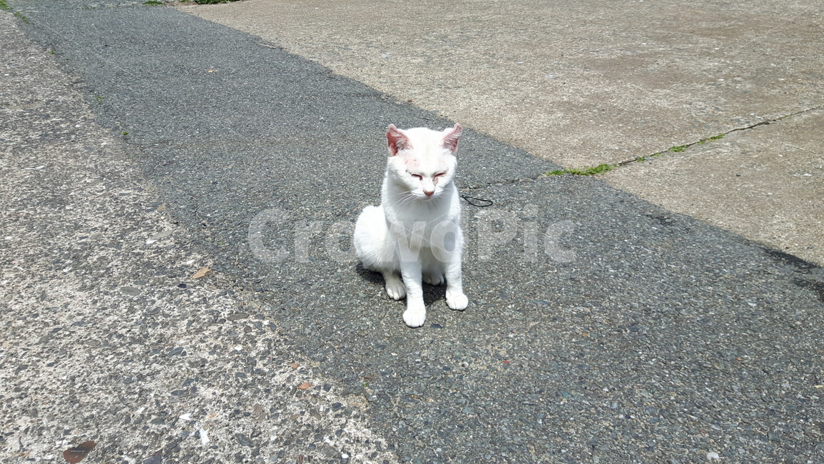 고양이,고양이섬,아이노시마,냥냥이,일본고양이섬