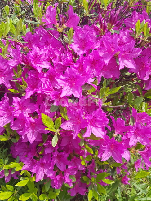 꽃,진달래,봄꽃,분홍꽃,flower