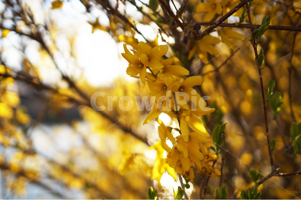 노란색,개나리,봄꽃,역광,꽃나무,봄,계절,spring,season,식물,자연,plants,nature,꽃,flower,plant,leaf,잎