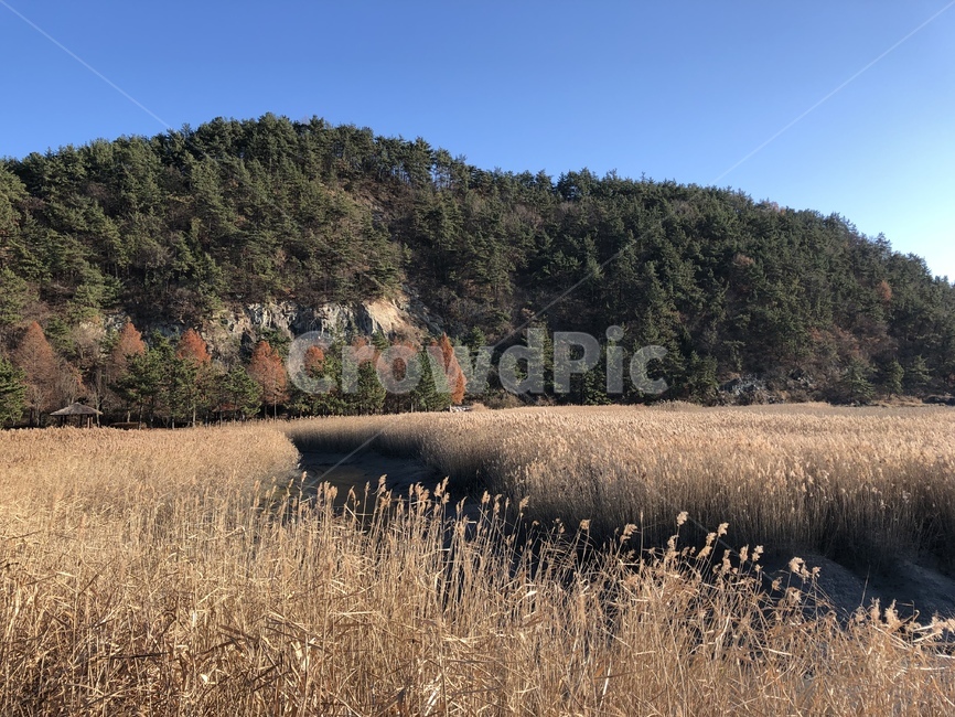 plant,식물,tree,나무,갈대,reed,winter,겨울,맑음,순천만,습지,자연,풍경,nature,landscape