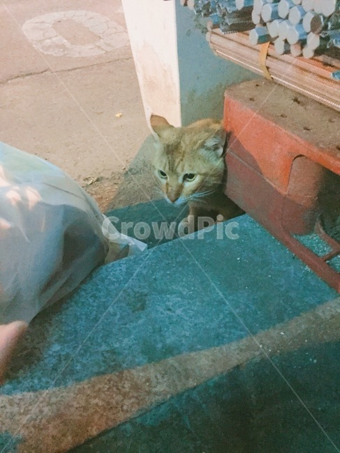 길고양이,고양이,동물,귀여움,도로가
