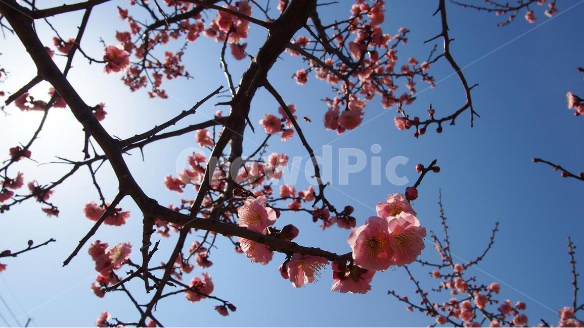 매화,매화축제,봄소식,봄봄봄,봄꽃,봄,계절,spring,season,식물,자연,plants,nature,꽃,flower,plant,blossom