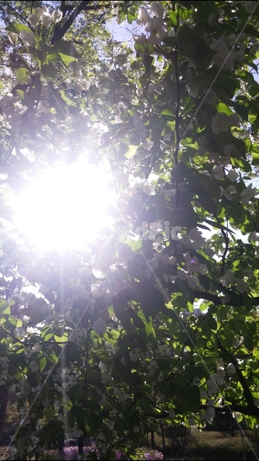빛,햇살,나무,초록색,힐링,나뭇잎,식물,자연,휴식,여름,계절,summer,season,식물,자연,plants,nature,flare,플레어,light,sunlight,햇빛