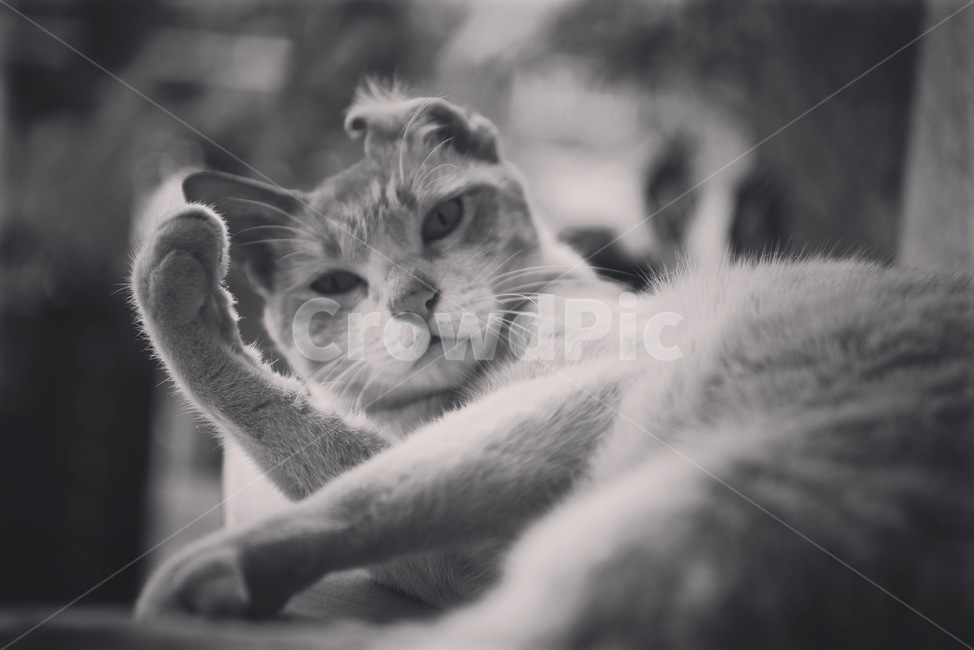 고양이,길고양이,그루밍,코숏,코리안숏헤어,흑백,흑백,모노톤,monochrome,black and white