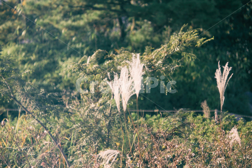 자연,풍경,갈대,갈대밭,식물,순천만,만,reed,plant,nature,landscape,가을,계절,fall,autumn,seasons,bay,suncheonbay,가을,계절,fall,autumn,season,식물,자연,plants,nature,grass,잔디,bush,부시,vegetation,초목